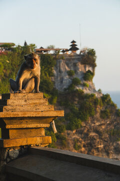 Long-Tailed Macaque Monkey Sitting on Stone Pillar with Cliffside Uluwatu Temple at Sunset in Bali Indonesia