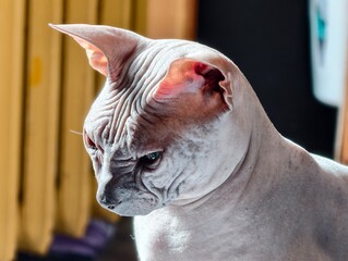 Close-up of a cat sitting on a table © Fotograf