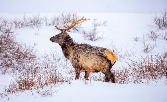 A deer in the mountains in winter with falling snow. Close-up of red deer against a snowy backdrop. Winter Christmas landscape with wild animals.