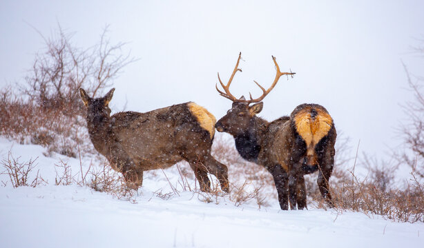 A deer in the mountains in winter with falling snow. Close-up of red deer against a snowy backdrop. Winter Christmas landscape with wild animals.