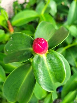 Close-up of plant with glossy green leaves and red bud about to bloom