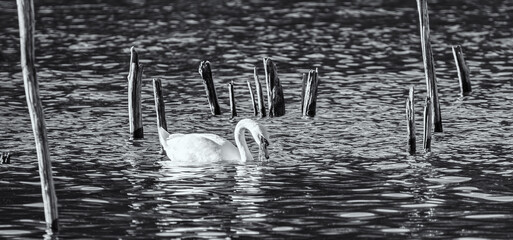 Swan Lake © Thomas