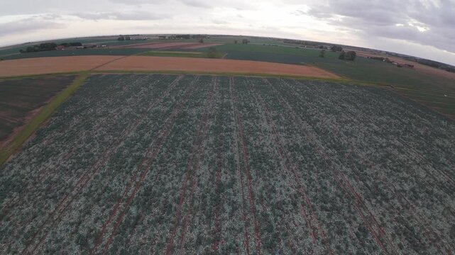 Aerial view of vast, rows of crops stretching to the horizon. Rows form geometric patterns across cultivated land. Fields contrast with adjacent harvested and fallow zones. Overcast sky adds soft