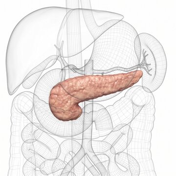 Pancreas Positioned Behind the Stomach in Abdominal View