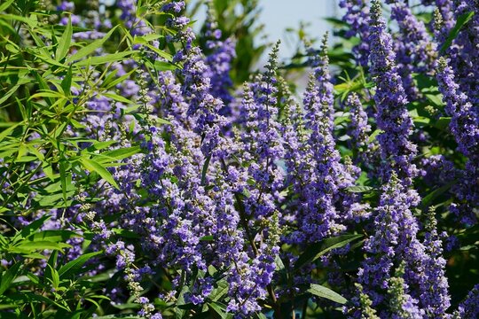 Chaste tree, or vitex agnus castus, blooming shrub 