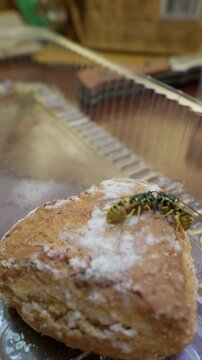 Two yellowjacket wasps crawl across a sugary glazed pastry resting inside a plastic container. Concept of pest contamination, food safety hazards, and summer insect control.
