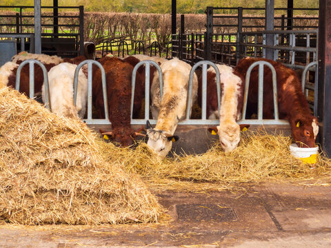 Hereford cattle feeding through metal headlocks inside covered barn with hay bales, shaggy coats, rear view grouping, rural livestock scene for farm management and agricultural industry use