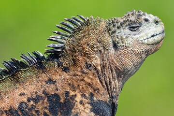 Macro profile portrait of a colorful marine iguana head against a green background, San Cristobal Island, Ecuador © Christian