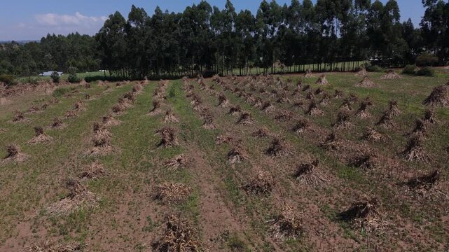 Aerial view of harvested crop field with rows of sheaves in a rural landscape in Kiminini, Trans-Nzoia County, Kenya.