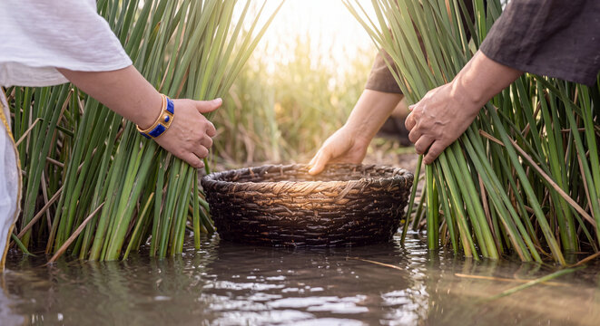 Careful hands in ancient garments reach down into the shallow river water to lift a floating wicker basket nestled among green river reeds