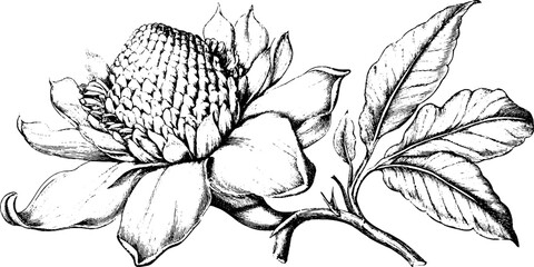 Obraz premium Antique engraving of torch ginger flower isolated on white background for botanical design and floral background use