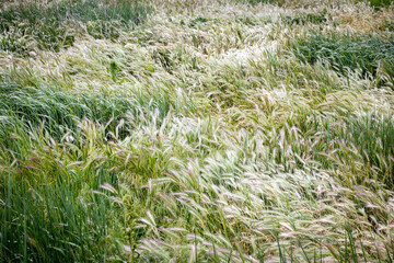 Obraz premium Lush green field with tall wild grass swaying gently in the wind outdoors during daytime