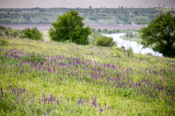 Fototapeta premium Abundant spring blooming of sage in the steppe landscape with green grass, blooming wildflowers, winding river, distant hills, lush trees, and open horizon under a cloudy sky