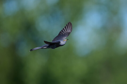 Common cuckoo (Cuculus canorus)