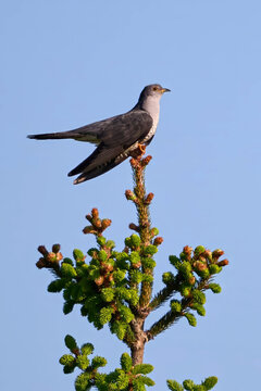 Common cuckoo (Cuculus canorus)