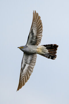 Common cuckoo (Cuculus canorus)