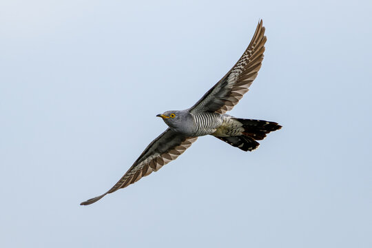 Common cuckoo (Cuculus canorus)