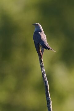 Common cuckoo (Cuculus canorus)