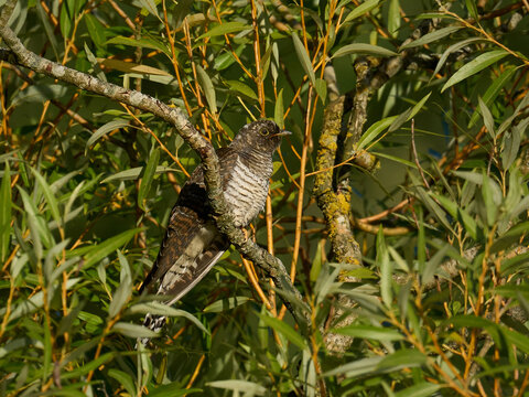 Common cuckoo (Cuculus canorus)