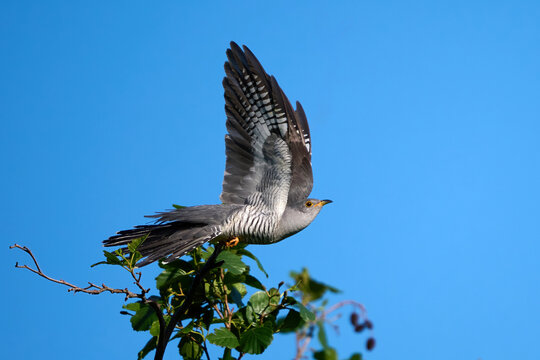 Common cuckoo (Cuculus canorus)