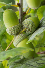 Close-up shot of green acorns on the trees. © David