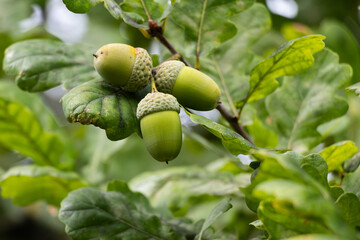 Close-up shot of green acorns on the trees. © David