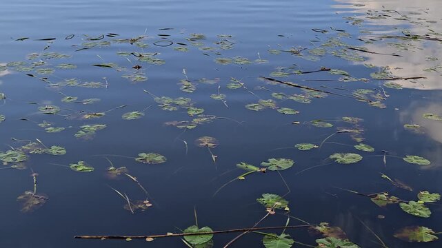 A pond filled with various water plants