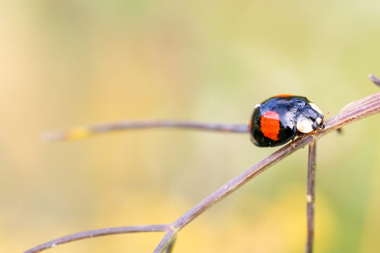 Black and Red Harlequin Ladybird Harmonia axyridis Perched on Plant Stem