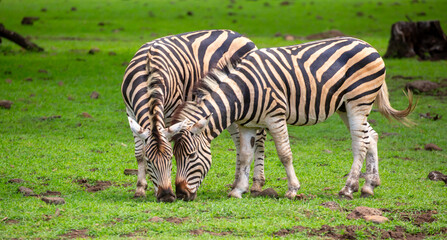 Fototapeta premium Zebras walking in a green meadow and eating grass. African zebras in the savannah. Wild animals in their natural habitat.