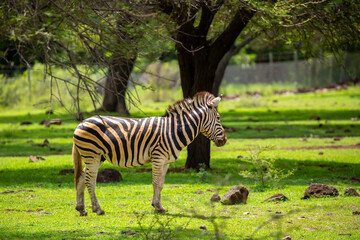 Fototapeta premium Zebras walking in a green meadow and eating grass. African zebras in the savannah. Wild animals in their natural habitat.