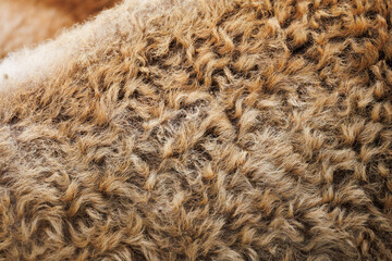 Extreme macro close-up of natural sheep wool fleece texture, densely packed curly locks in warm brown, beige, and cream tones filling the entire frame © Ostrovskajah