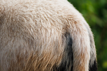 Close-up of domestic sheep back and tail showing fleece texture transition from curly wool to finer hair, cream and beige tones, green bokeh background © Ostrovskajah