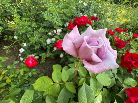 A pale lavender rose (Rosa hybrida) in full bloom. Purple lavender rose flowers in garden. Shocking blue rose blooming. A natural garden setting, ideal for floral, romantic, and nature-themed project.