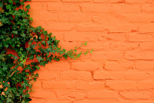 Orange brick wall with a green climbing vine