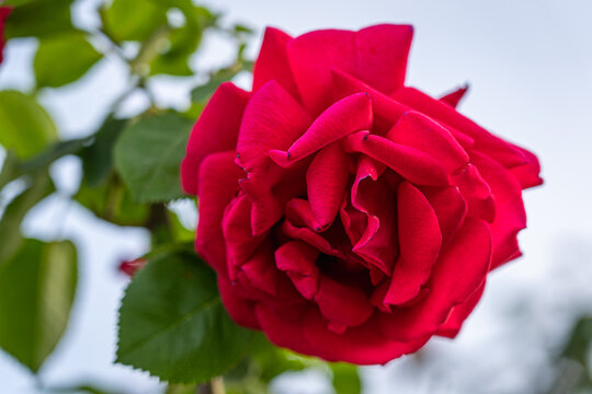 Samtig rote Rosenbl&uuml;te als farbintensive Nahaufnahme
