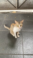 cat on the floor © DikaPr