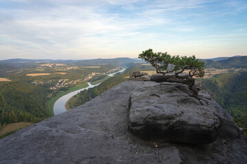 Kiefer auf einem Sandsteinfelsen mit Elbblick vom Lilienstein © Christoph