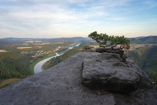 Kiefer auf einem Sandsteinfelsen mit Elbblick vom Lilienstein