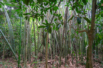 Fototapeta premium Dichter Bambushain in tropischem Wald in Vietnam