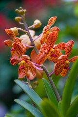 Orange gefleckte Orchideenblüten in Vietnam © Christoph