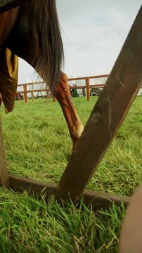 Closeup low angle shot shows powerful legs and hooves of warhorse stepping across green grass on medieval tournament lists while armored knight rides in saddle.