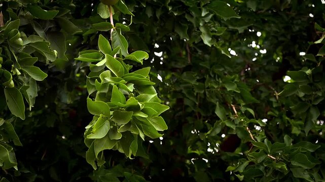 Cinematic b-roll footage of fresh green Belgiri (Bael or wood apple) fruits hanging from a lush tree with leaves gently swaying, symbolizing Ayurvedic wellness and traditional summer coolers.
