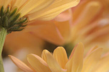 Obraz premium Smoke close-up yellow, orange, green Chrysanthemums; aster, gerbera Flower bud Petals. Natural selective soft focus macro blur light bokeh background