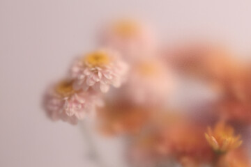 Obraz premium Smoke selected soft focus autumn chrysanthemum, aster Flower through translucent matte frosted glass. Abstract natural blurred grain light fog background.