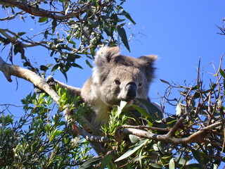 Koala eating © Rodrigo