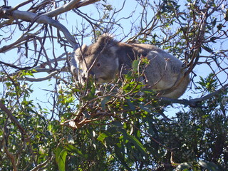 Koala eating © Rodrigo