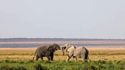Obraz premium African Elephants sparring head to head across open Amboseli plain