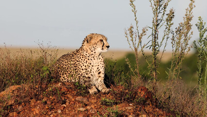 Cheetah resting on a termite mound, alert gaze across savanna © Banu