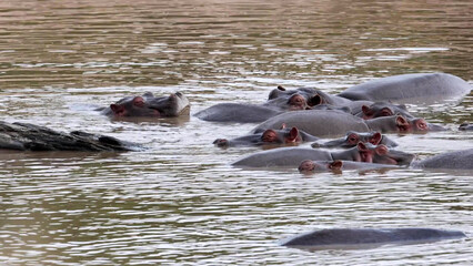 Hippo pod wallowing together in a murky African river © Banu