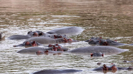 Hippo pod half-submerged in murky river, heads above water © Banu